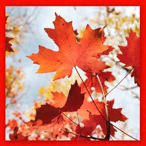 Exceptional 1920, 1921, 1927 & 1928 Canada 4 x 25¢ .800 Silver Coins! - Picture 11 of 16